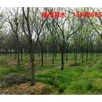 供應浙江無患子、杭州無患子報價、無患子小苗產(chǎn)地