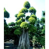 四川地區(qū)優(yōu)質(zhì)小葉榕樁頭2016造型榕樹樁頭裝車價(jià)格