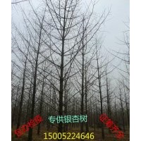 2016年最新銀杏樹價格