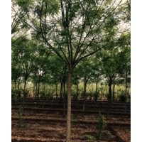 滄州綠茵苗圃出售各種規(guī)格國槐，白蠟，千頭椿，榆樹，臭椿，山桃