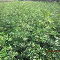 陜西花椒、周至優(yōu)質(zhì)花椒苗