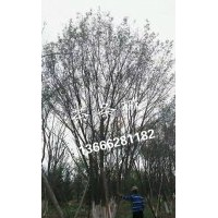 供應(yīng)大規(guī)格茶條槭