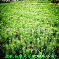 轉(zhuǎn)讓張家口壩上草原苗地