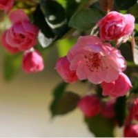 甜茶苗哪里便宜 臨沂甜茶苗價(jià)格