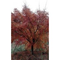 大量供應櫻花 紅楓