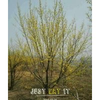 供應巨紫荊1-30 杜仲1-20 紫薇1-10 山茱萸