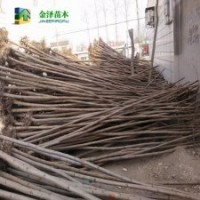 火炬樹價(jià)格