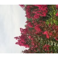 供應美國紫薇工程苗