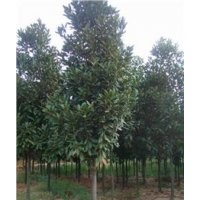 供應(yīng)廣玉蘭，白玉蘭，紫玉蘭