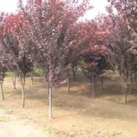 紫葉李價(jià)格紅葉李批發(fā)油松 紅葉李基地