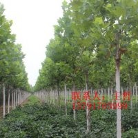 眾源綠化供應造型北欒