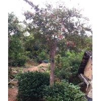 嫁接紫薇-湖南紫薇苗木批發(fā)首選宏景苗木公司，品種優(yōu)良，暢銷全