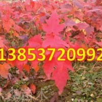 美國紅楓育苗多少錢 美國紅楓報價 丹東美國紅楓