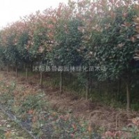 紅葉石楠價格紅葉石楠球價格紅葉石楠樹價格紅葉石楠基地