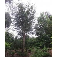 榔榆價格榔榆樹價格榔榆產(chǎn)地