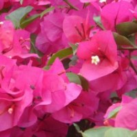 供應藍花楹 藍花楹樹苗 三角梅 三角梅樹苗 樟木樹苗