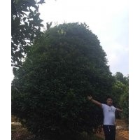 常年供應(yīng)各規(guī)格紅楓，雞爪戚，紫薇，紅葉李，櫻花，廣玉蘭，紅白