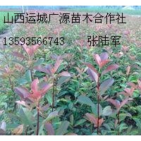50公分以上紅葉石楠大量低價出售