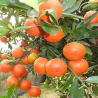 供應(yīng)紅桔樹(shù)苗 酸桔樹(shù)苗 枳殼樹(shù)苗 檸檬苗 毛桃樹(shù)苗 紅橘苗 紅橘樹(shù)