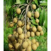 供應(yīng)荔枝樹(shù)苗 龍眼樹(shù)苗 楊梅樹(shù)苗 黃皮樹(shù)苗 芒果樹(shù)苗 楊桃樹(shù)苗 沙