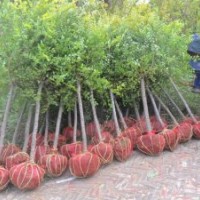 低價(jià)出售3-10公分金葉榆