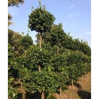 本場特供各種蕭山精品苗木