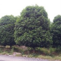 本場特供各種蕭山精品苗木桂花