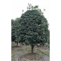 本場特供各種蕭山精品苗木