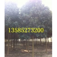 供應(yīng)3-12公分大葉女貞價格報價，大葉女貞基地直銷【量大價低】