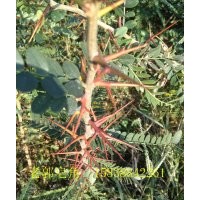 優(yōu)質(zhì)藥用 皂角樹苗