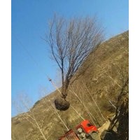 供應(yīng)各種規(guī)格 暴馬丁香 茶條槭