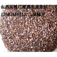 2米以上油松大量低價出售