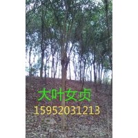 女貞，大葉女貞價格