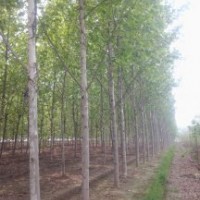 14公分法桐#15新疆18公分法桐的價格