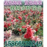 復(fù)色海棠花 復(fù)色海棠價格 復(fù)色海棠接穗 復(fù)色海棠批發(fā)