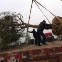 南京榔榆樹報(bào)價(jià)，胸徑15公分榔榆供應(yīng)