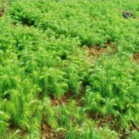 大量供應(yīng)杉木苗，自產(chǎn)自銷，價(jià)格實(shí)惠