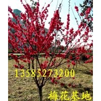 供應(yīng)各種梅花類苗木：紅梅、綠梅、白梅、垂梅、臘梅