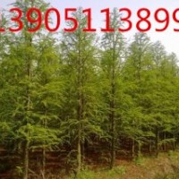 中山杉供應(yīng)商 中山杉種植