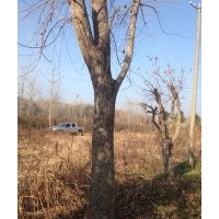 河南東潤米徑30公分元寶楓