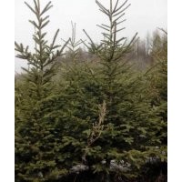 云杉1.5米2米2.5米3米3.5米4米；青扦1.5-2.5米