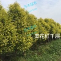 供應(yīng)黃金香柳