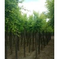 8公分金葉愉價格土丘90元10公分金葉愉價格140