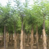 供應(yīng)大量刺槐