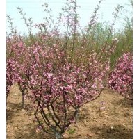 頂級(jí)碧桃綠化樹供應(yīng)