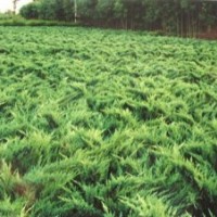 頂級(jí)沙地柏供應(yīng)