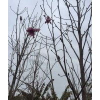 紫玉蘭賣什么價格