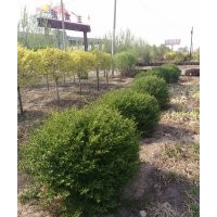 山西昌欣旺苗木基地長(zhǎng)期供應(yīng)各種綠化苗木