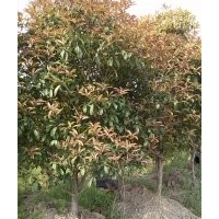 桂花樹供應(yīng)