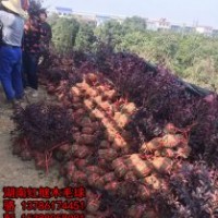 供應(yīng)湖南40-50冠的紅桎木毛球，杜鵑球，湖南紅葉石楠小球